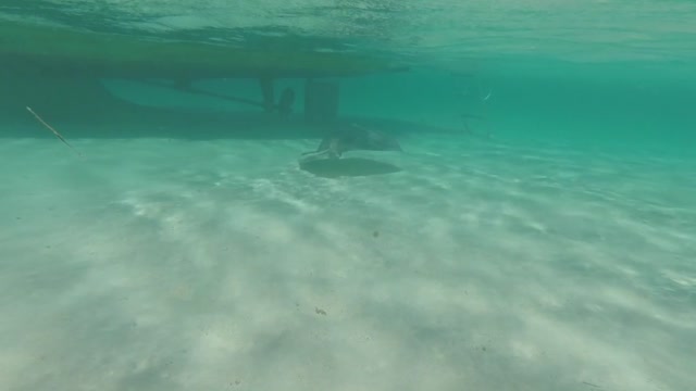 Unforgettable sights just below the surface on Grand Cayman