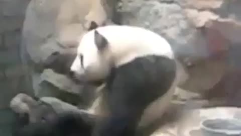 The panda dances