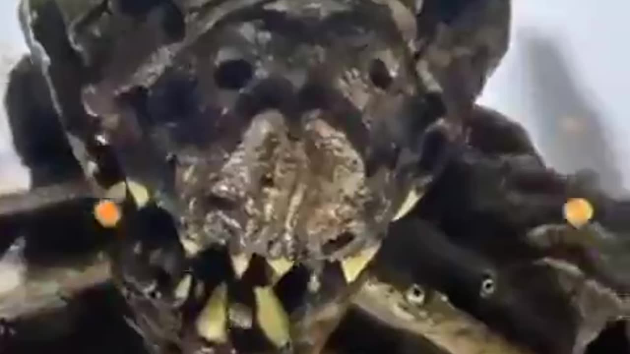 A Reptillian Shapeshifter on Display at a Museum