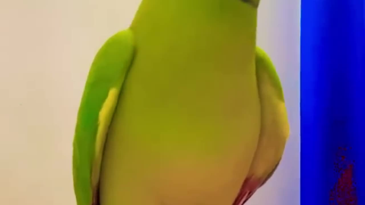 amazing cute parrot sound