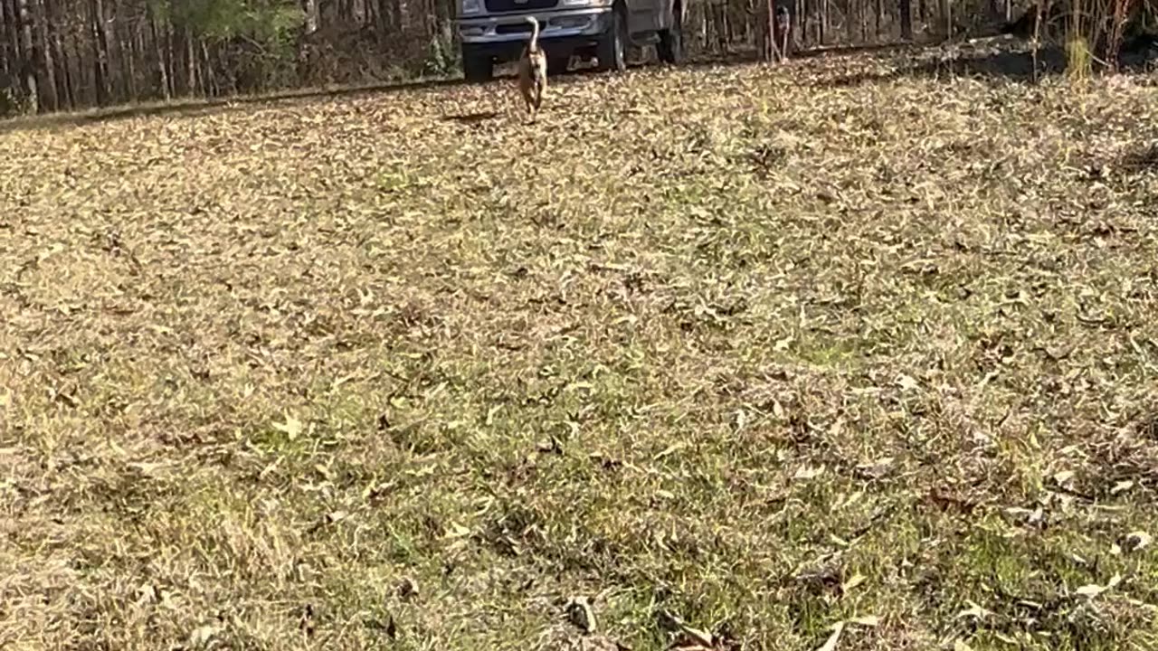 Belgian Malinois’s have a big crash!!!!