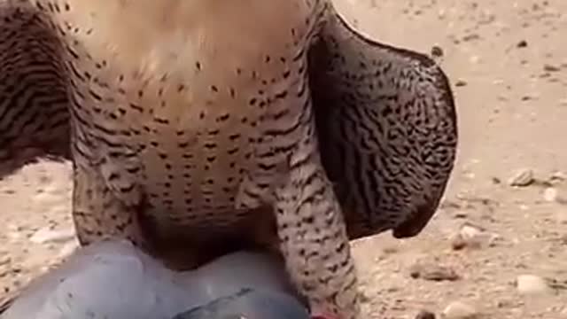 Al Suqari brutally eating pigeon