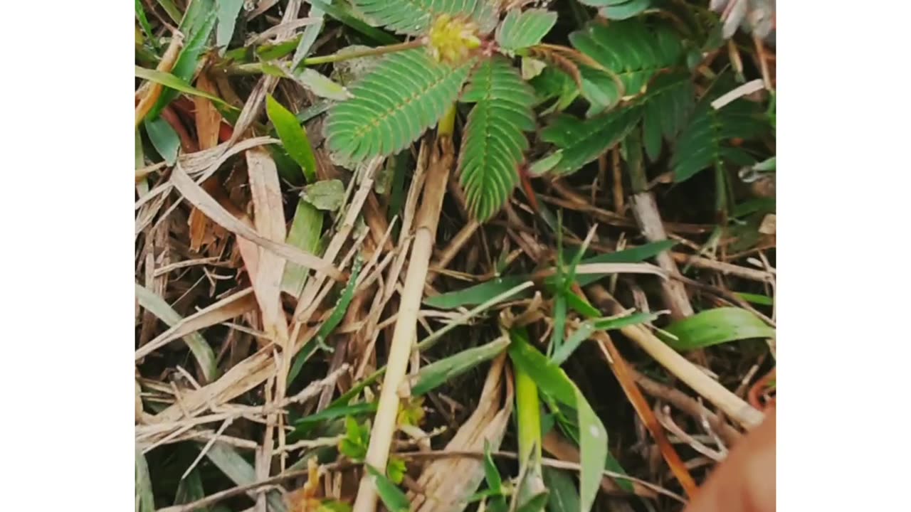 Touch me not plant