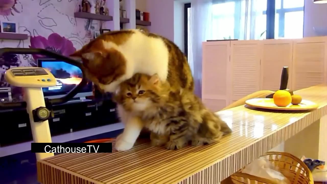 Funny Cats and Cute Kittens Playing Compilation for laugh