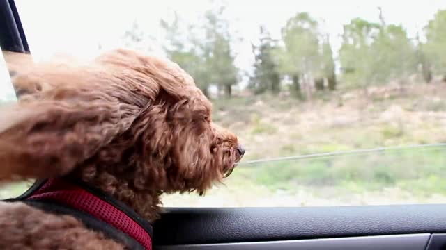 Travel with your dog in the car