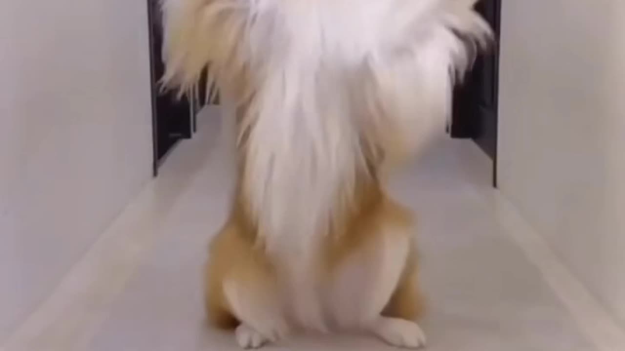 Dog make reels and dance #funny video #reep