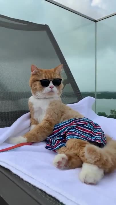 Millionaire Lifestyles - Cool Cat 🐈 And So Funny
