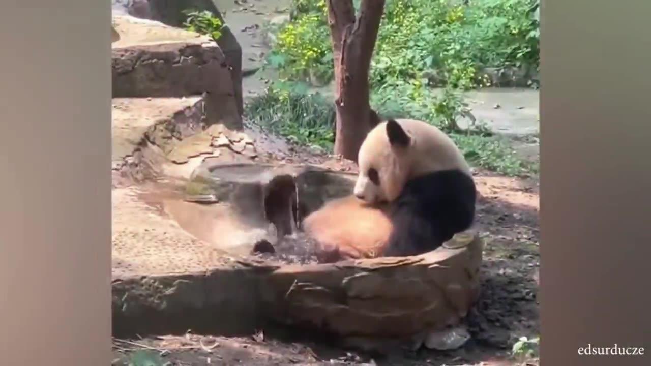 Funniest animalsππππ