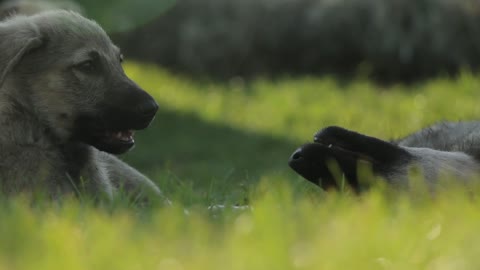 two little dogs playing