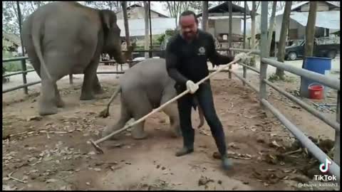 VIRAL | THIS BABY ELEPHANT IS HAVING FUN WITH ITS CARETAKER