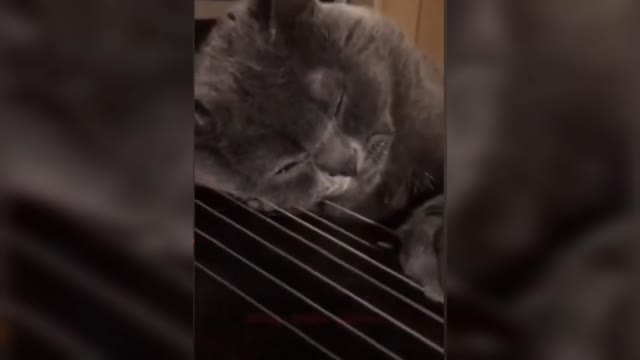 Funny Cats Sleeping in Weird Positions Compilation