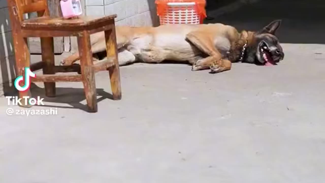Smart Dog