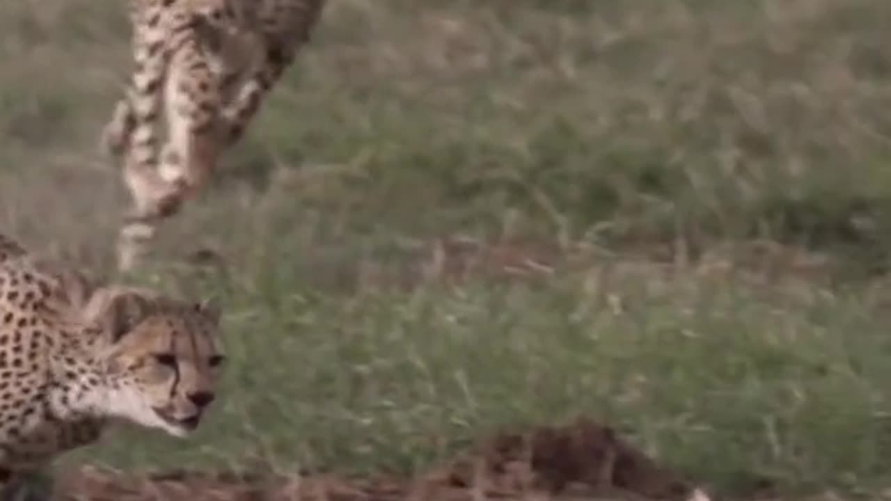 Leopard V/S Rabbit | wild animals | wildlife