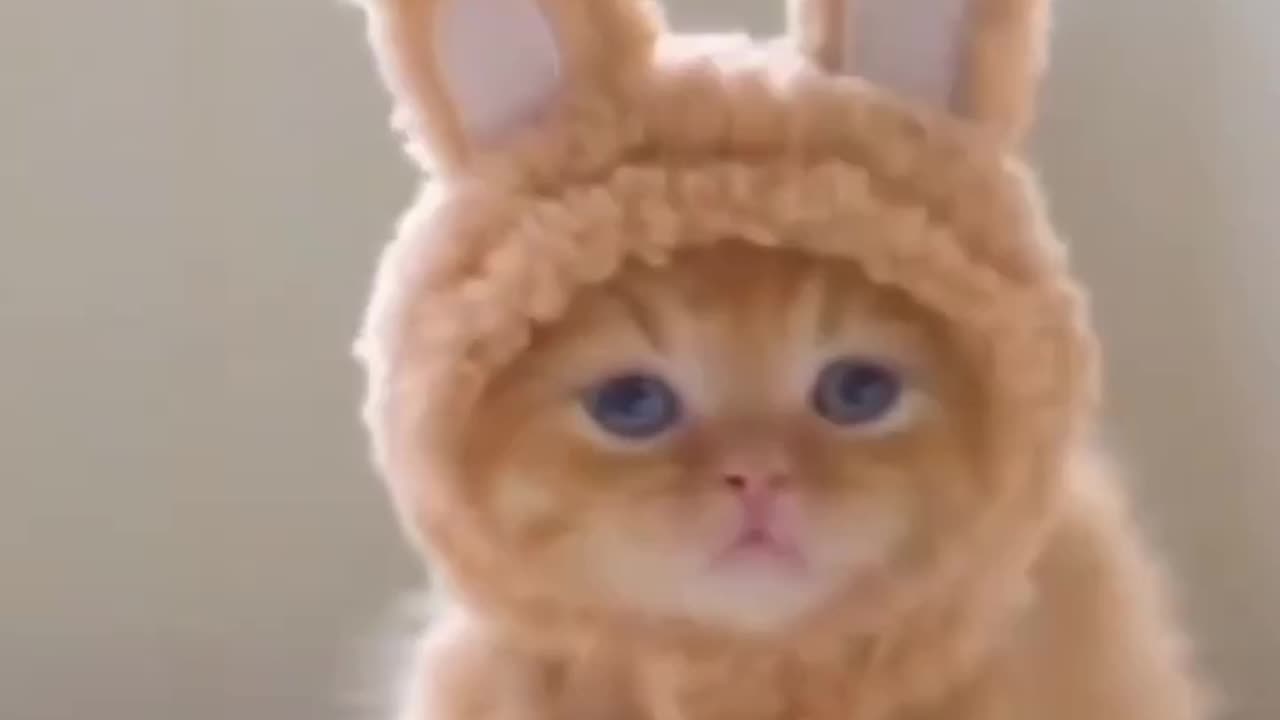 Best cute cat , Funny HaHaHaHa 🤣🤣