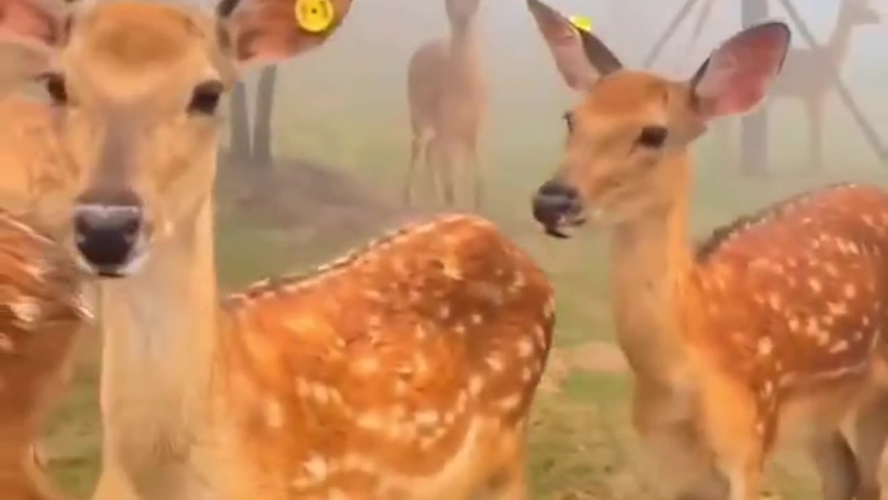 Deer