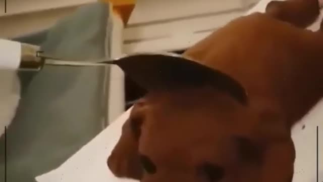 Funny Cats 2021- Funny cat reaction - funny video