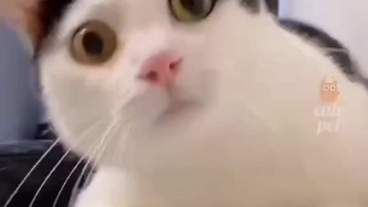 #cat