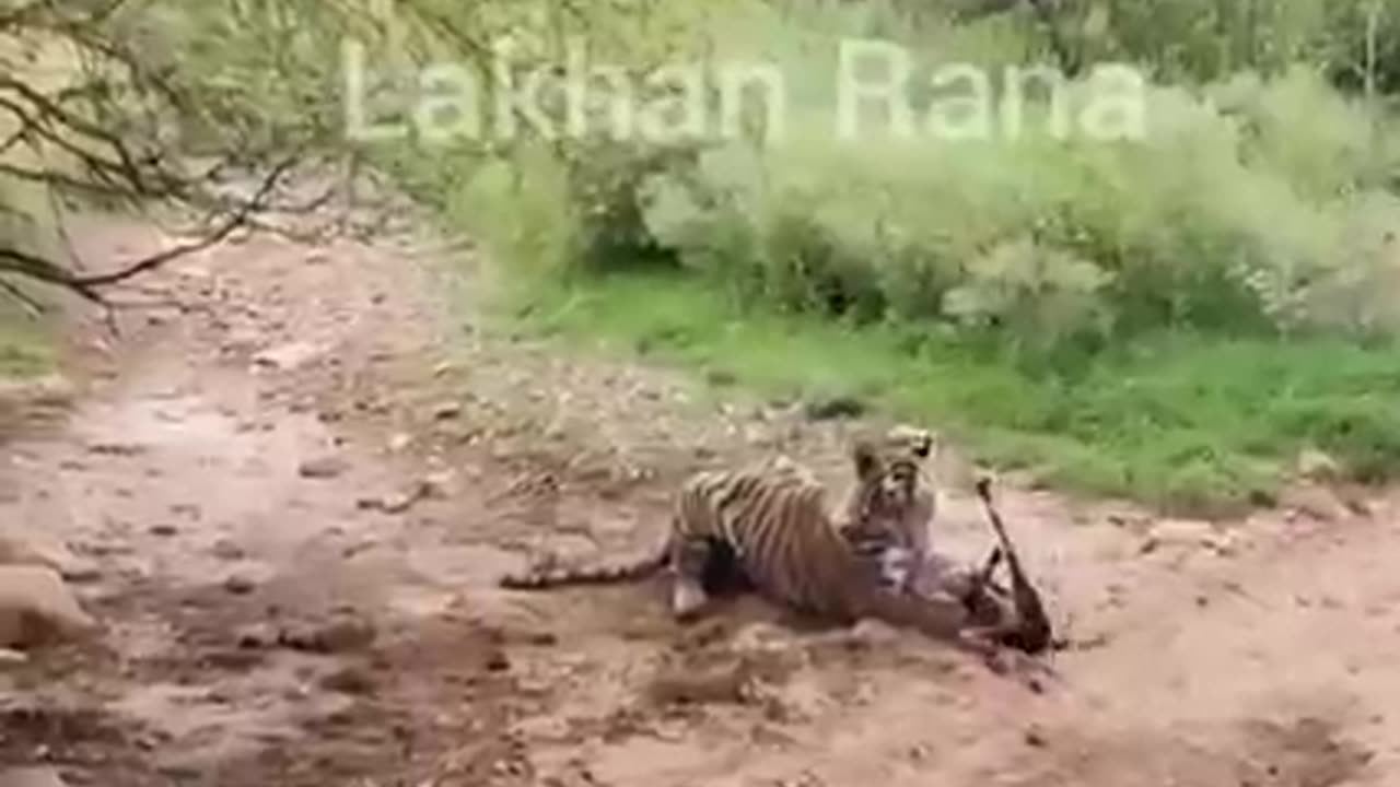 How Tiger attack And Kill Dog 😭