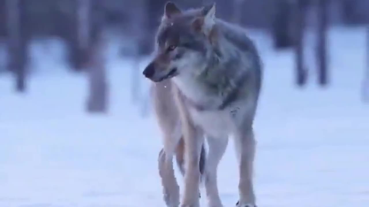 Wolf getting pranked by a Raven