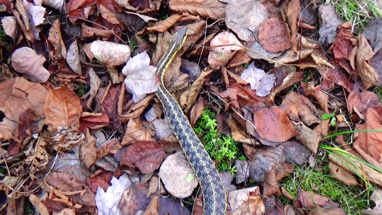 Garter Snake