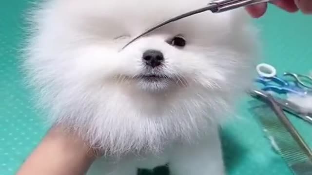 cutest dog getting a groom!