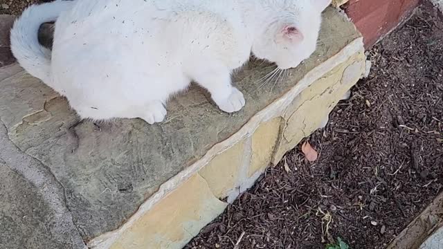 Snowman gets a treat