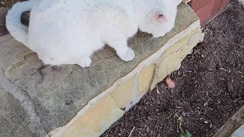 Snowman gets a treat