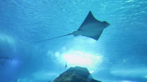 Eagle Ray underwater