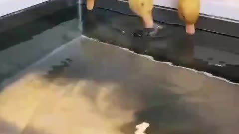 Duck playing in the water😄😍