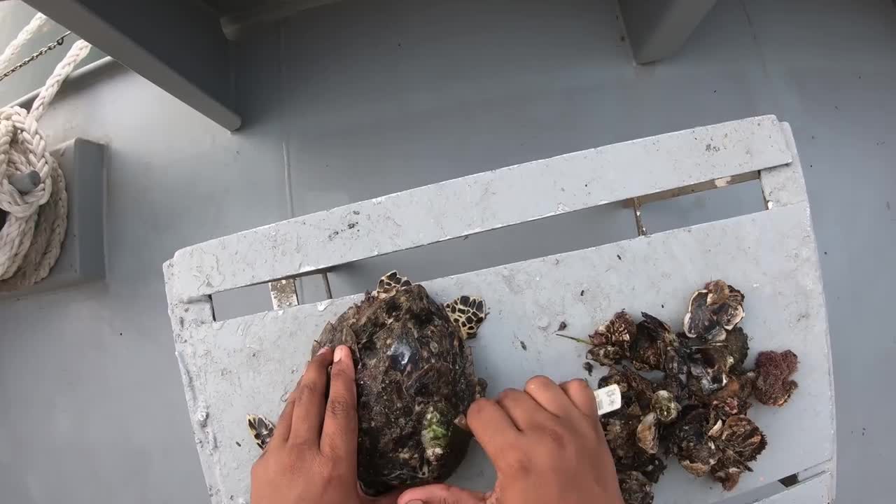 Rescue Sea Turtle Removing Barnacles From a Poor Sea Turtle | animals, Nature, turtles, ocean, ASMR