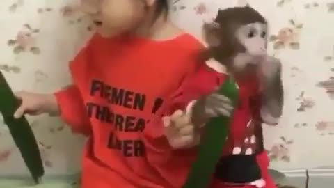 funnyanimals_videos