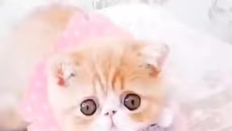cute and adorable little kittens