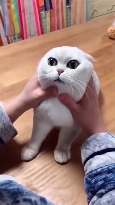 Cute cat