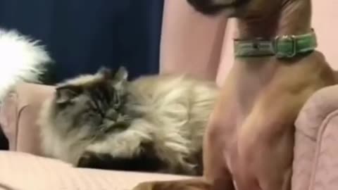 Funniest Cats And Dogs Video 😉😍