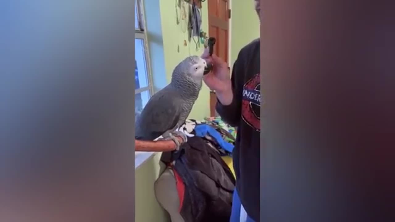 CUTE PARROTS FUN WITH PEOPLE and Enjoy