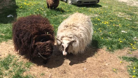 Icelandic and babydoll Sheep