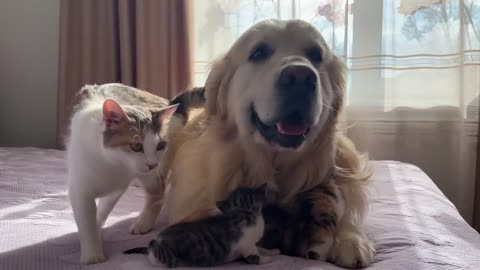 Mom Cat Entrusts Her Babies to a Friendly Golden Retriever