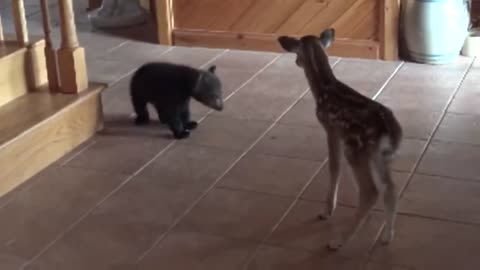 baby bear meet a fawn