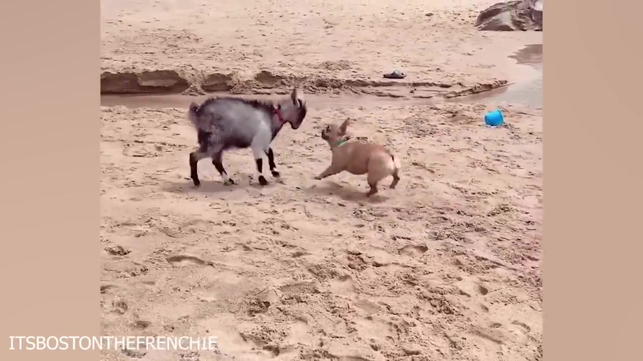 The Best of the Best! The Funniest Animal Videos of 2024!