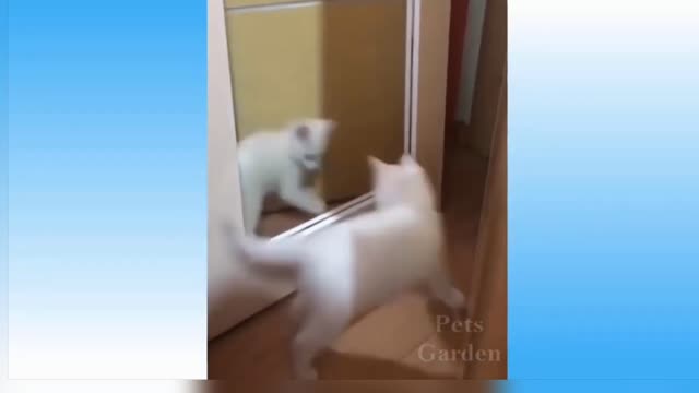 Pets video,Dog video,Funny pet and Dog video