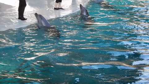 Dive In! Swim with Dolphins Like a Pro!