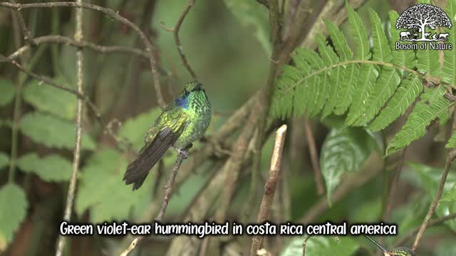 Green violet-ear hummingbird in costa rica central america