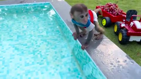 Baby monkey chu chu bathing in bathtub and eating watermelon with puppies in the garden