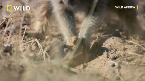 Another Rumble In The Jungle