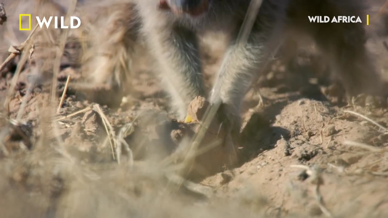 Another Rumble In The Jungle