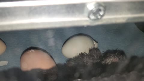 GQF incubator hatching eggs