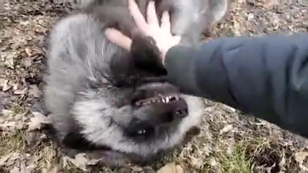 Foxes Having a Funny Laugh!!