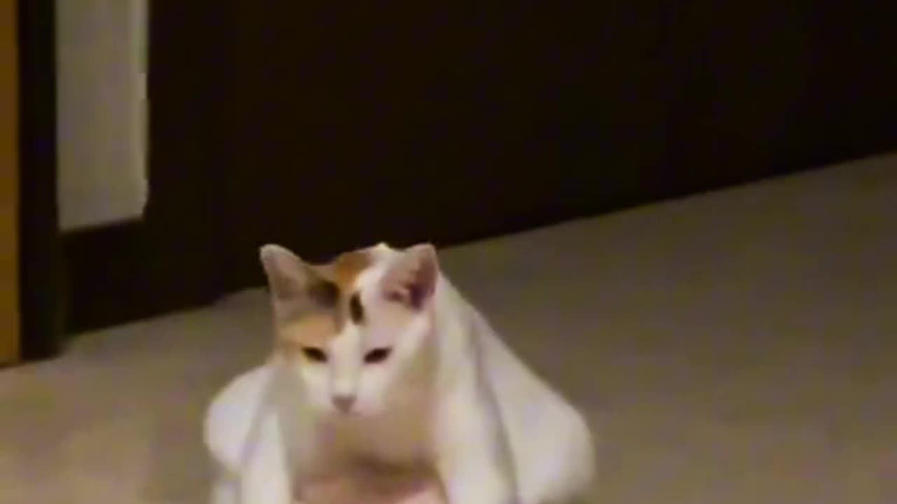 "The Art of Feline Laziness: Adorable and Relatable Lazy Cats"🐱🐈😂