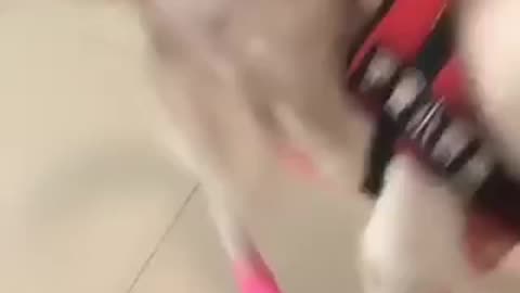 Funniest cats & dogs 🐱🐶