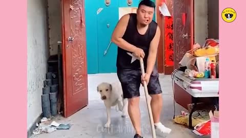 Funny dog video